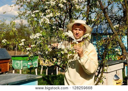 beekeeper inspects blossom trees, apiary, hives, honey, Bees
** Note: Soft Focus at 100%, best at smaller sizes