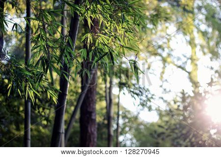 bright golden sunshine in green bamboo forest