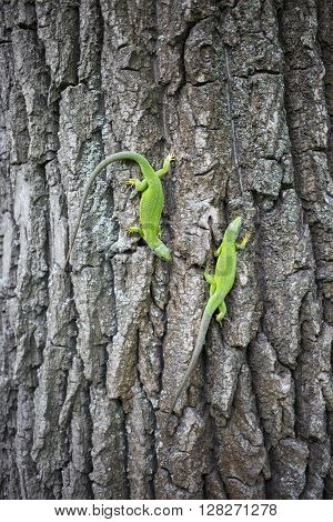 Green lizard - Green lizard with a long tail standing on a piece of wood