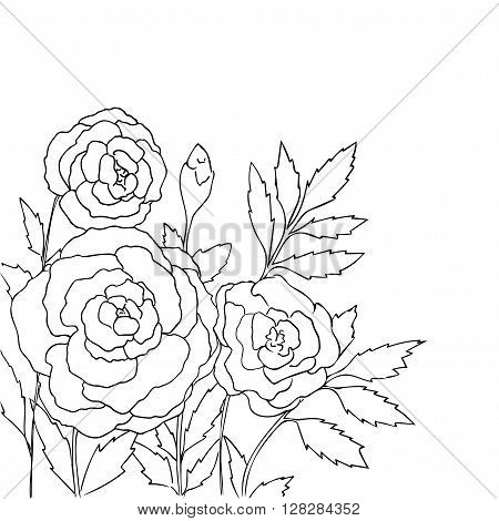 Beautiful roses isolated on white background. Hand drawn vector illustration with flowers. Retro floral card. Romantic delicate bouquet. Element for design. Contour lines and strokes. Coloring page.
