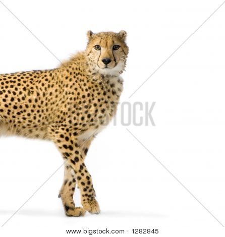 Cheetah promenader