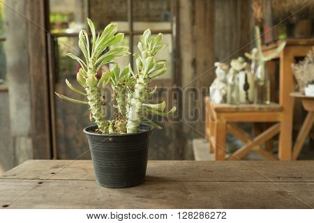 Small plant cactus and desert flora in glass flower pot on wooden table and garden background in warm tone/Small plant in flower pot in warm tone