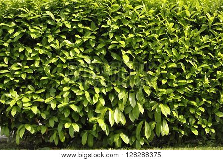 Small street green bush very strong relexed