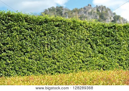 Texture Of Color Shrub Leafs