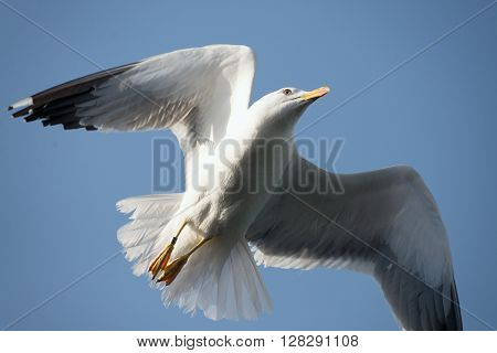 Seagull flying in beautiful sky.One flying in clear blue sky white seagull bird with big wings sunny day outdoor on natural background horizontal picture
