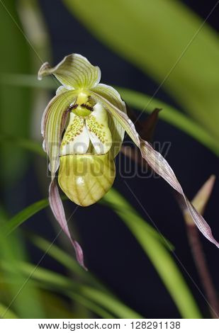 Pearces Phragmipedium Slipper Orchid - Phragmipedium pearcei From Peru Columbia Costra Rica Ecuador