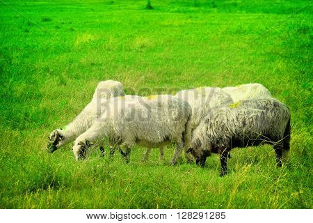 flock of sheep on green grass
