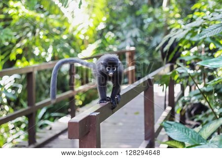 a monkey walking on fence in forest