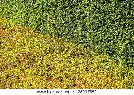 Texture Of Color Shrub Leafs