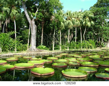 Lily Pond, Mauricius