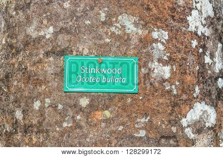 The bark of a centuries old Stinkwood Tree Ocotea bullata the most valuable indigenous wood species sought after for furniture manufacturing