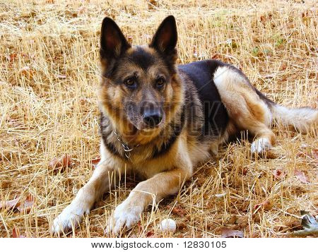 Cão de pastor alemão