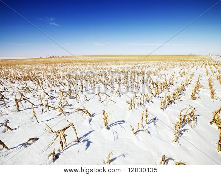 Desolato campo di mais coperta di neve nel Midwest, USA.