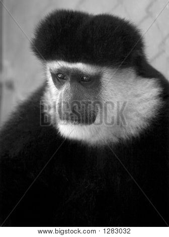 Black And White Colobus Affen