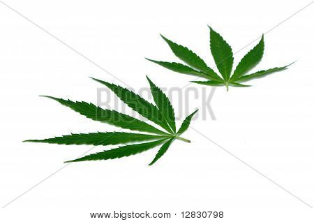대 마 잎