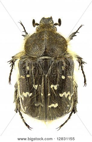 Tropinota Paulae