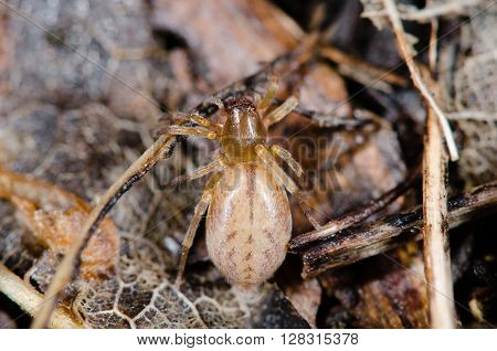 Clubiona species female spider from above. Spider in the family Clubionidae amongst leaf litter on wasteground in the UK