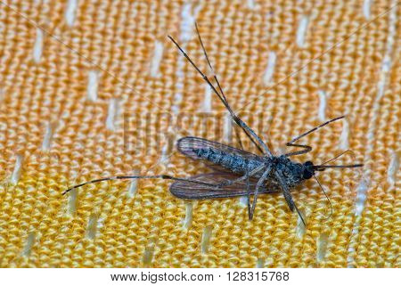 dead mosquito on orange fabric background laying on its back.