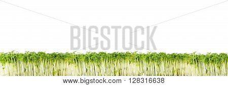 healthy green fresh herbs against white background