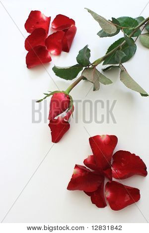 Röda och rosa rosenblad.