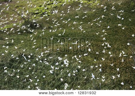 ทางอากาศของ egrets ขาวในเที่ยวบินผ่านสนามสีเขียวในเมาอิ ฮาวาย