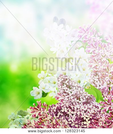 blooming apple tree. lilac. branch delicate flowers of lilac