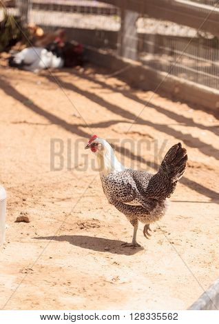 Black, buff, brown, and white chickens on a farm outside a chicken coop pecking and foraging for food.
