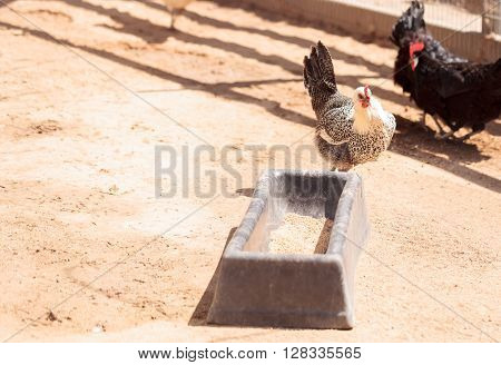 Black, buff, brown, and white chickens on a farm outside a chicken coop pecking and foraging for food.
