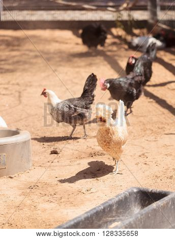 Black, buff, brown, and white chickens on a farm outside a chicken coop pecking and foraging for food.