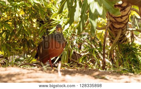 Grey necked wood rail bird Aramides cajanea hides in the brush. It has a yellow beak and a rust colored chest with a grey neck and back.