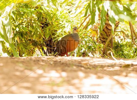 Grey necked wood rail bird Aramides cajanea hides in the brush. It has a yellow beak and a rust colored chest with a grey neck and back.