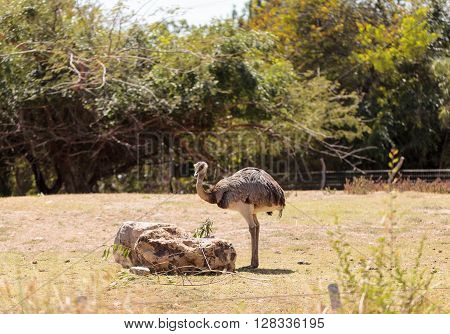 Greater Rhea Americana Nandu bird stands in a grassland eating shrubs.