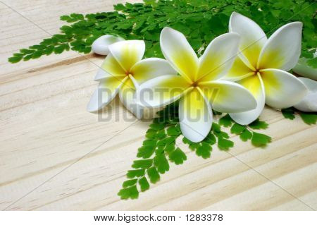 Tre Frangipani