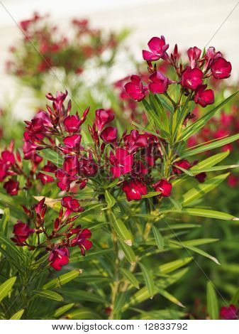 ดอกแดง oleander บุช