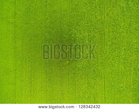 Aerial View Of Rice, Fields Agricultural Landscape Of Asia Thailand, Top And Birdeyes View Shot 90 D