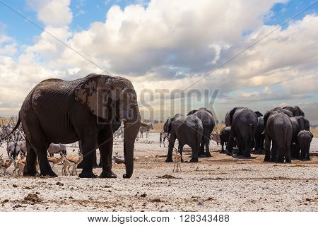 Full Waterhole With Elephants