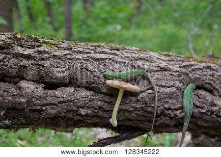 Lizard in nature sitting on a tree.