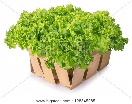 Fresh organic green lettuce in a basket isolated on white background. Vegetable salad lettuce
