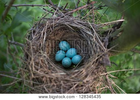 Bird's nest in their natural habitat during the breeding.