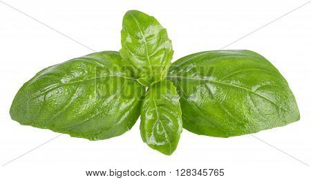 fresh green basil top leaves with water drops isolated on white background closeup. Seasoning aromatic herb basil
