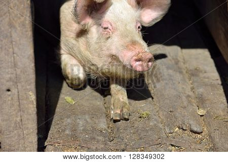 Picture Of Nose Pig Inside The Piggery Standing In The Sun. Work On The Farm, Caring For The Animals