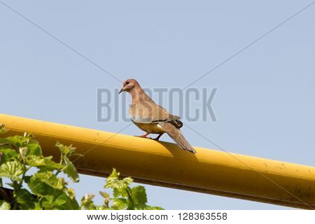 Turtledove On The Yellow Tube