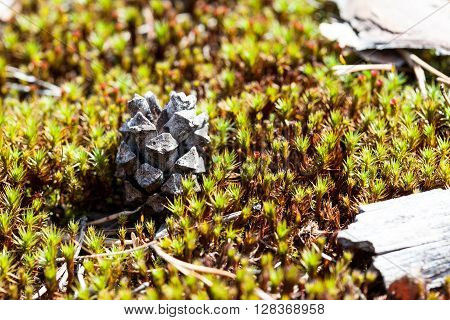 pine cone in the moss close up