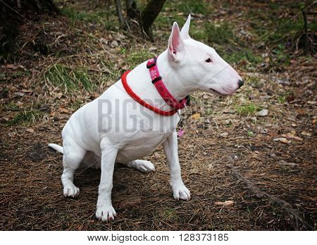 White Bullterrier on nature in the forest
