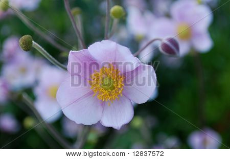 Actinidia květ
