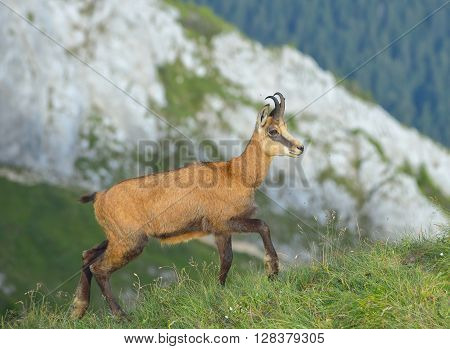 Chamois ( Rupicapra rupicapra) in natural habitat in summer