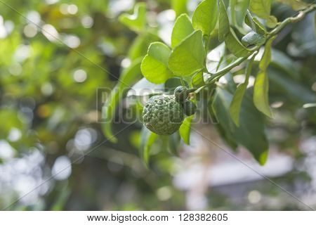 Bergamot on Tree in gaden bergamot (Kaffir Lime) fruits