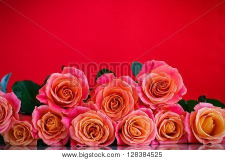 bouquet of pink roses on a red background