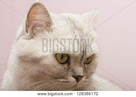 The big gray cat looks with self-respect