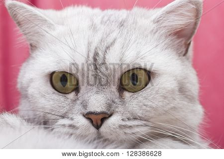 The big gray cat looks with self-respect
